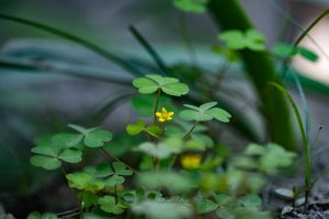 Como fazer um adubo NPK caseiro para as plantas