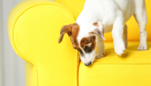 remover pelos de cachorro