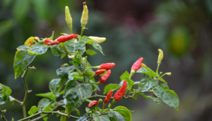 cultivar-alimentos