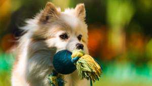 cachorro lambe o seu rosto ou traz brinquedos