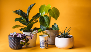 Plantas para ambientes abafados