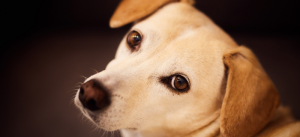 Cães detectam emoções