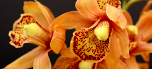 adubo para as orquídeas