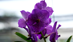 Como cuidar da orquídea