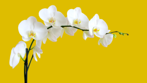 Como cuidar da orquídea