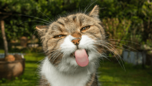 10 curiosidade incríveis sobre os gatos