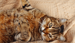 10 curiosidade incríveis sobre os gatos