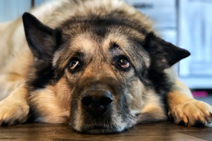 10 sinais de que seu cão está envelhecendo