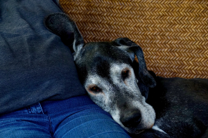 10 sinais de que seu cão está envelhecendo