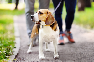 Benefícios de passear com o pet