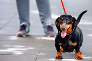 Benefícios de passear com o pet
