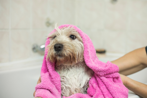 Como dar banho em um cachorro da maneira correta?