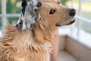Como dar banho em um cachorro da maneira correta?