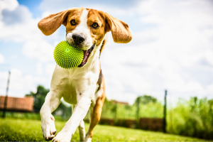 13 sinais de que seu cachorro está feliz