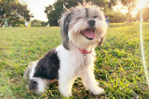 13 sinais de que seu cachorro está feliz