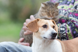 10 motivos pelos quais as pessoas mais velhas precisam dos pets