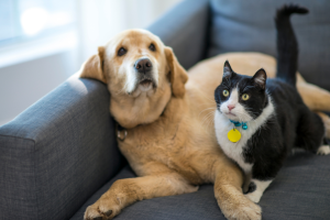 10 motivos pelos quais as pessoas mais velhas precisam dos pets