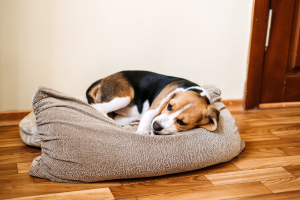 11 Sinais de que seu cão está se aproximando do fim: Como reconhecer e lidar com o processo.