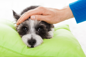11 Sinais de que seu cão está se aproximando do fim: Como reconhecer e lidar com o processo.