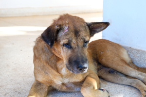 11 Sinais de que seu cão está se aproximando do fim: Como reconhecer e lidar com o processo.