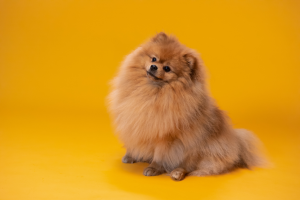 10 Curiosidades Sobre Cães que Provavelmente Não Sabia