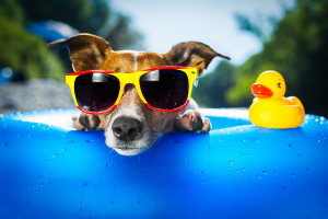 10 Curiosidades Sobre Cães que Provavelmente Não Sabia