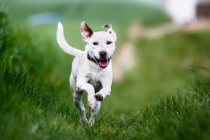 10 Curiosidades Sobre Cães que Provavelmente Não Sabia
