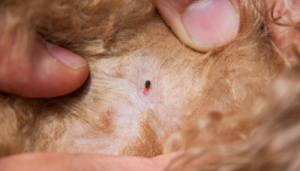 Como Tirar Pulgas do Seu Cachorro Sem Machucá-lo