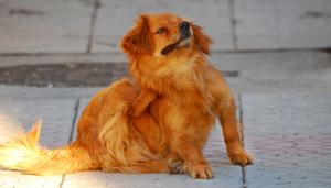 Como Tirar Pulgas do Seu Cachorro Sem Machucá-lo