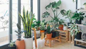 5 Lugares Onde Você Nunca Deve Colocar Uma Planta Dentro de Casa