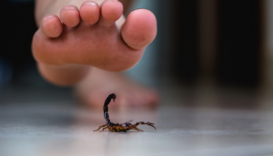 Como acabar com escorpiões: passo a passo para proteger sua casa