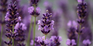 Lavanda (lavandula angustifolia)