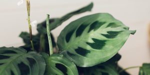 Maranta