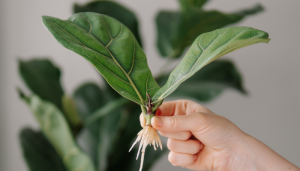 Ficus lyrata (figueira-lira)