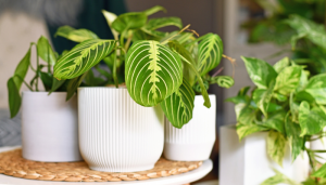 plantas que não gostam de sol