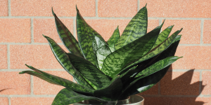 Espada-de-são-jorge (sansevieria trifasciata)
