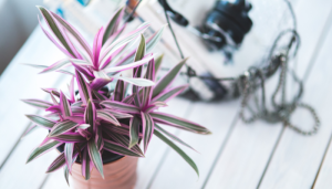 Lambari-roxo: dicas práticas para cultivar em casa