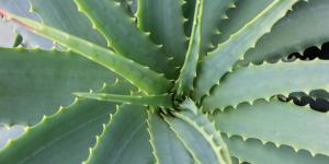 Aloe vera (babosa)