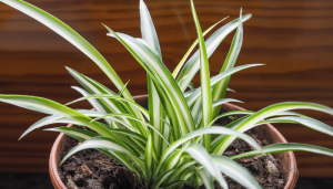 Clorofito (planta-aranha)