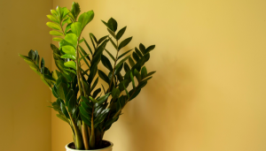 plantas que não gostam de sol