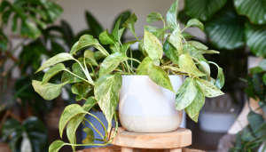 a jiboia é considerada uma “coringa” em qualquer coleção de plantas