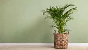 Palmeira areca