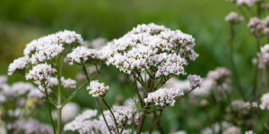 Valeriana (valeriana officinalis)