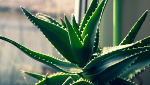 Babosa (aloe vera)