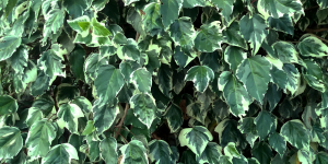 Hera (hedera helix)