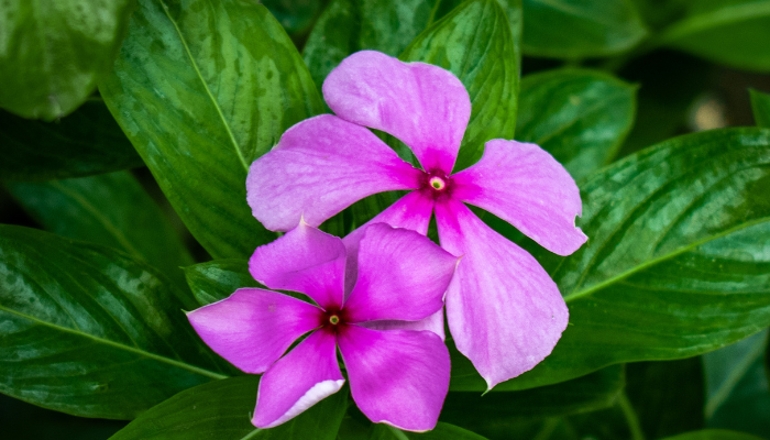 Vinca perfeita: dicas de cultivo e cuidados essenciais