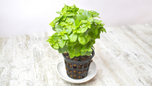As 7 melhores plantas para sua cozinha 
