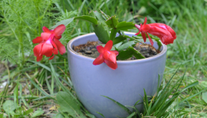 Flor-de-maio: Como fazer sua planta florescer de verdade