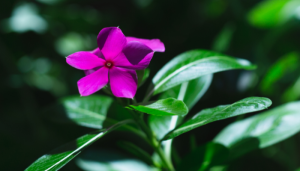 Vinca perfeita: dicas de cultivo e cuidados essenciais