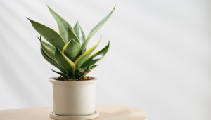 Espada-de-são-jorge (Sansevieria trifasciata)